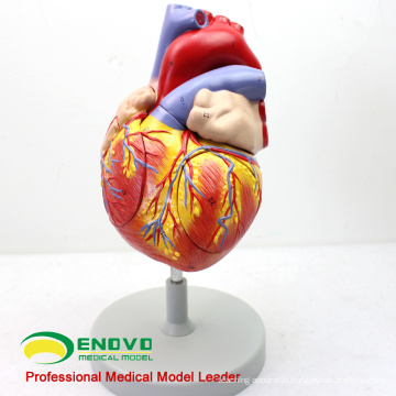 Sample order fot B.A. Turkey - 2x Life Size Heart Anatomical Model
